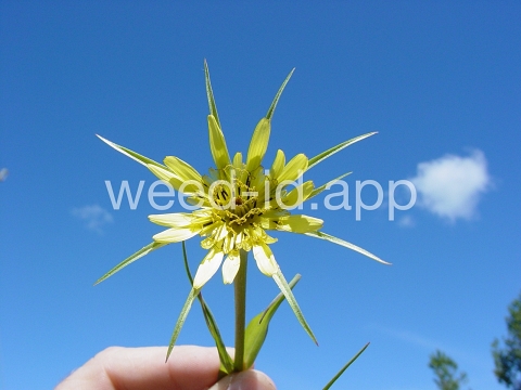 salsify, western